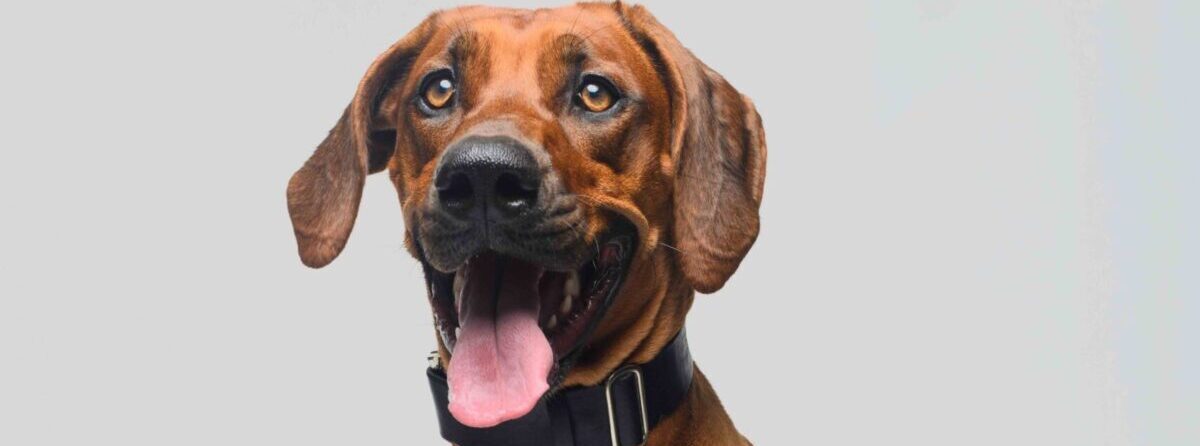 Finding The Perfect Match: Why I Chose a Rhodesian Ridgeback