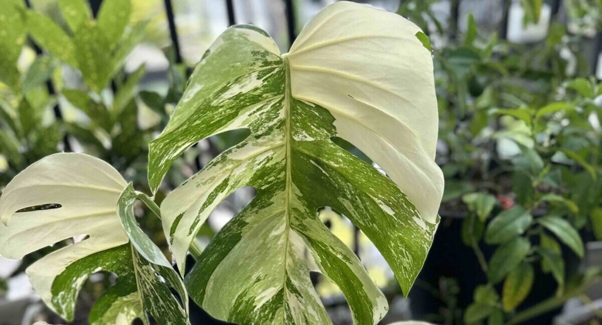 Getting Into Plants: You Don’t Need a Green Thumb